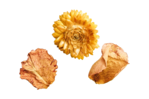 Dried flower and petals isolated on a transparent background png