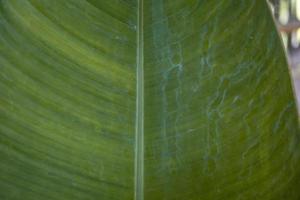 Close up photo of surface texture of green banana leaf. The photo is suitable to use for nature background, surface wallpaper and background content media.