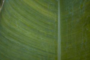 Close up photo of surface texture of green banana leaf. The photo is suitable to use for nature background, surface wallpaper and background content media.