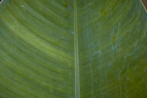 Close up photo of surface texture of green banana leaf. The photo is suitable to use for nature background, surface wallpaper and background content media.