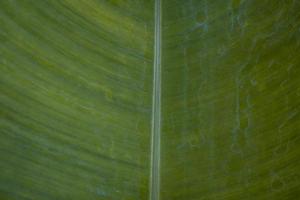 Close up photo of surface texture of green banana leaf. The photo is suitable to use for nature background, surface wallpaper and background content media.