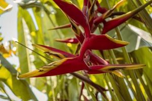 Close up photo of decorative plant Heliconia Rostrata on hill mountain when spring time. The photo is suitable to use for nature background and nature content media.