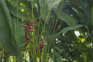 Close up photo of decorative plant Heliconia Rostrata on hill mountain when spring time. The photo is suitable to use for nature background and nature content media.