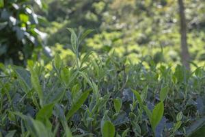 Close up photo of green tea leaf when spring season with cloudy and blue sky. The photo is suitable to use for garden background, nature poster and nature content media.