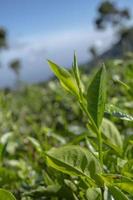 Close up photo of green tea leaf when spring season with cloudy and blue sky. The photo is suitable to use for garden background, nature poster and nature content media.