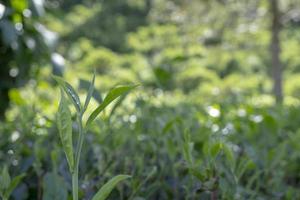 Close up photo of green tea leaf when spring season with cloudy and blue sky. The photo is suitable to use for garden background, nature poster and nature content media.