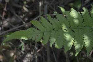 Close up of green leaf texture and surface when spring season at the green garden Semarang. The photo is suitable to use for garden background, nature poster and nature content media.