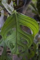 Close up photo of big green leaf of decorative plant. The photo is suitable to use nature background, green leaf poster and green plant content media.