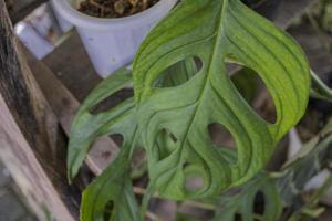 Close up photo of big green leaf of decorative plant. The photo is suitable to use nature background, green leaf poster and green plant content media.