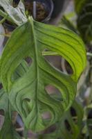 Close up photo of big green leaf of decorative plant. The photo is suitable to use nature background, green leaf poster and green plant content media.