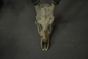 Close up photo of head skull of deer as the decorative interior on the coffee shop. The photo is suitable to use for dark theme background and skull poster.