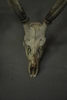 Close up photo of head skull of deer as the decorative interior on the coffee shop. The photo is suitable to use for dark theme background and skull poster.