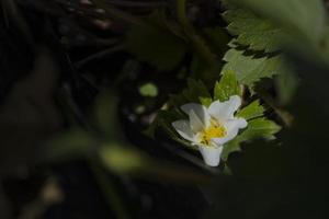 Close up photo white strawberry flower when spring season at the green garden. The photo is suitable to use for nature background and nature content media.