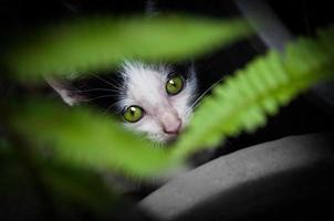 gatito con hermosa verde ojos animales retrato,juguetón gato relajante vacaciones foto