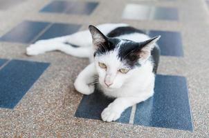 negro y blanco Asia gato en embaldosado suelo, selectivo atención en sus ojo foto