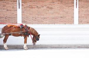 Brown horse pulling carriage on wall background at Phrathat Lampang Luang temple in Lampang, Thailand photo