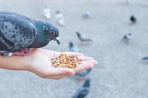 Pigeon eating from woman hand on the park,feeding pigeons in the park at the day time photo