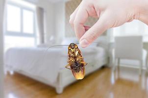 mujer mano participación cucaracha en dormitorio fondo, eliminar cucaracha en dormitorio foto