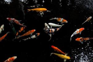 Koi swimming in a water garden,Colorful koi fish,Detail of colorful japanese carp fish swimming in pond photo