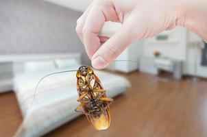 Woman's Hand holding cockroach on bedroom background, eliminate cockroach in bedroom photo