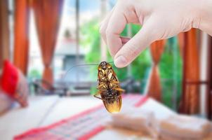 Woman's Hand holding cockroach on bedroom background, eliminate cockroach in bedroom photo