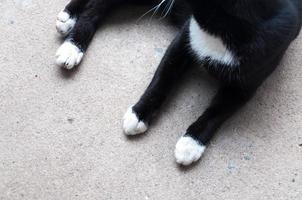 negro y blanco gato pierna acostado en el suelo.gato pata. foto