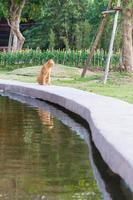 Brown cat in the garden photo