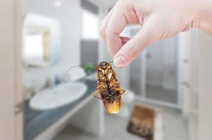 Woman's Hand holding cockroach on toilet background, eliminate cockroach in toilet photo