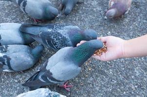 Pigeon eating from woman hand on the park,feeding pigeons in the park at the day time photo