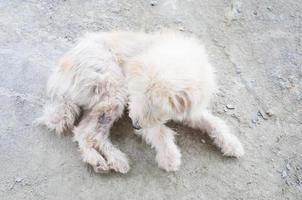 blanco caniche perro harapiento acostado en piso foto