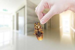 mano de mujer sosteniendo una cucaracha en la habitación en el fondo de la casa, eliminar la cucaracha en la casa de la habitación foto