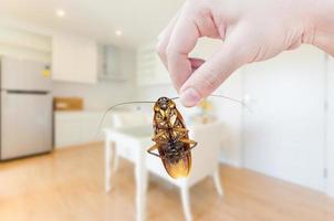 Woman's Hand holding cockroach on room in house background, eliminate cockroach in room house photo