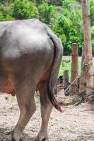 The backside of a large  buffalo  in countryside in Northern Thailand photo