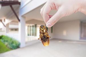 mano de mujer sosteniendo una cucaracha en la habitación en el fondo de la casa, eliminar la cucaracha en la casa de la habitación foto