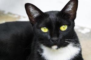 Black cat with bright yellow eyes, relaxing black cat closeup photo