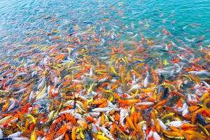 Beautiful carp koi fish swimming in pond in the garden photo