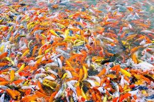 Beautiful carp koi fish swimming in pond in the garden photo