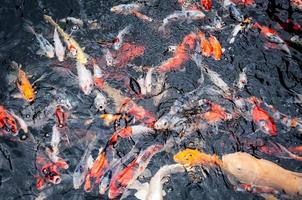 Beautiful carp koi fish swimming in pond in the garden photo