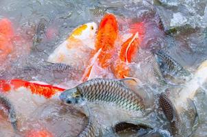 Beautiful carp koi fish swimming in pond in the garden photo