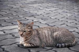 hermosa gato con ojos mirando ,marrón linda gato, gato mintiendo, juguetón gato relajante vacaciones foto