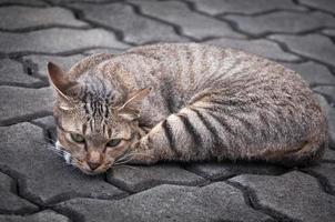 hermosa gato con ojos mirando ,marrón linda gato, gato mintiendo, juguetón gato relajante vacaciones foto