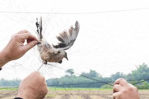 el pájaro fue atrapado por la mano del jardinero sosteniendo una malla sobre fondo blanco, trampa ilegal para pájaros foto