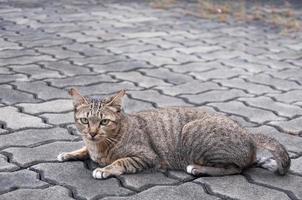 hermosa gato con ojos mirando ,marrón linda gato, gato mintiendo, juguetón gato relajante vacaciones foto