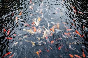 Beautiful carp koi fish swimming in pond in the garden photo