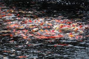 Beautiful carp koi fish swimming in pond in the garden photo