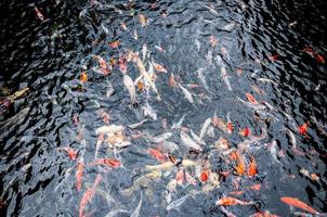 Beautiful carp koi fish swimming in pond in the garden photo