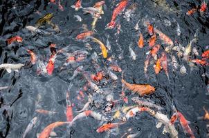 Beautiful carp koi fish swimming in pond in the garden photo