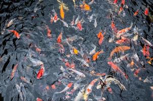 Beautiful carp koi fish swimming in pond in the garden photo