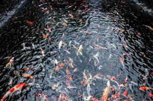 Beautiful carp koi fish swimming in pond in the garden photo