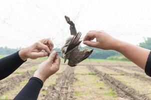 el pájaro fue atrapado por la mano del jardinero sosteniendo una malla sobre fondo blanco, trampa ilegal para pájaros foto